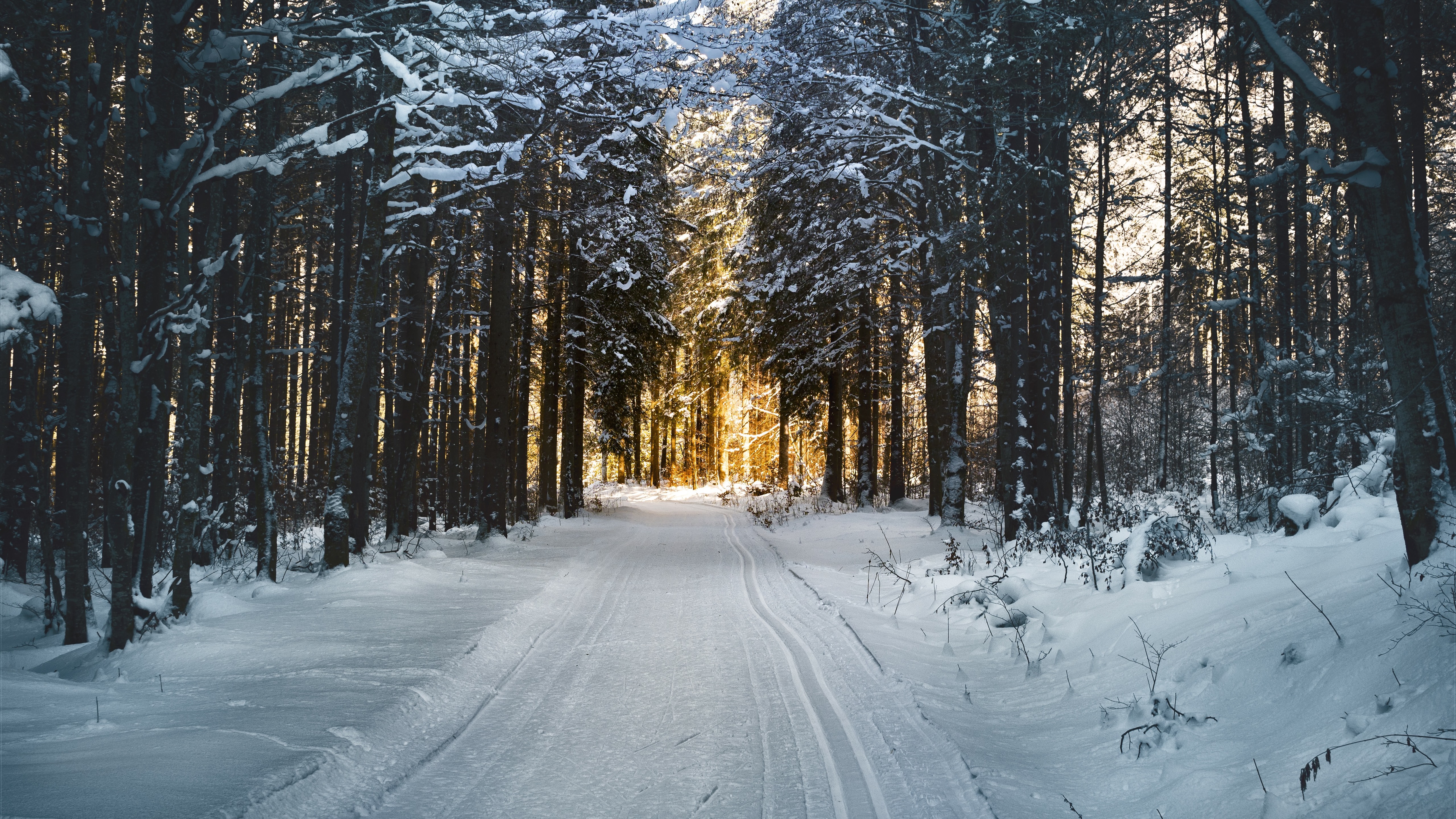 winter_trees_path_snow_sunshine_5120x2880_1.jpg